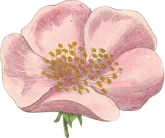 Pink Flower